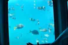 Grand Turk Semi-Sub Expedition cruise excursion